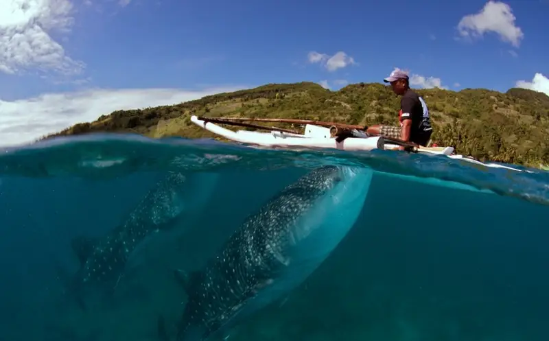 Oslob Whale Shark