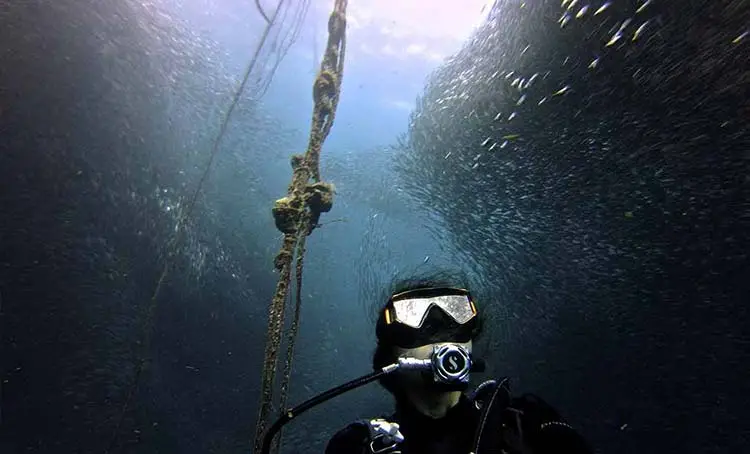 Sardine Run in Moalboal