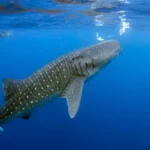 Oslob whale shark watching