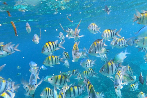 Fish Sanctuary Island Hopping in Cebu