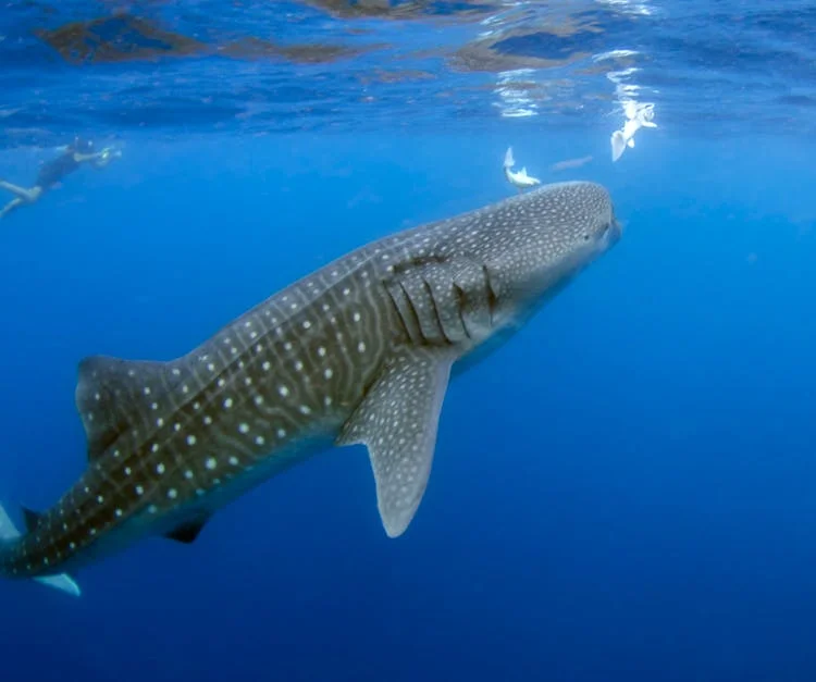 Oslob-whale-shark-watching