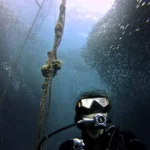 sardine-run-in-moalboal
