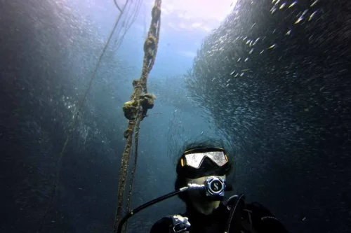 Oslob Whale Shark Snorkeling + Pescador Island with Sardines & Turtle