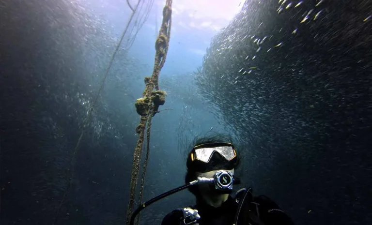 sardine-run-in-moalboal