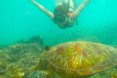 Whale Shark Snorkeling + Sumilon Sandbar + Pescador Island with Sardines and Turtle