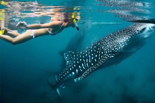 Oslob Whale Shark Snorkeling + Sumilon Sandbar Tour Package