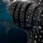 Oslob whale sharks