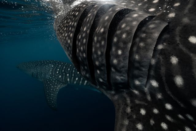 Oslob whale sharks